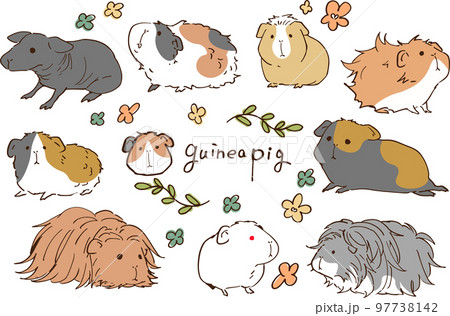モルモット,セット モルモット,セット 97738142