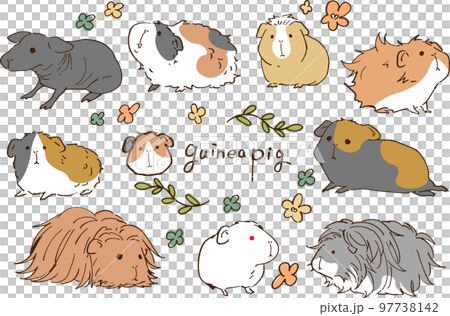 モルモット,セット モルモット,セット 97738142