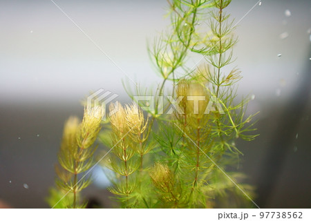 水草についた金魚の卵の風景 97738562