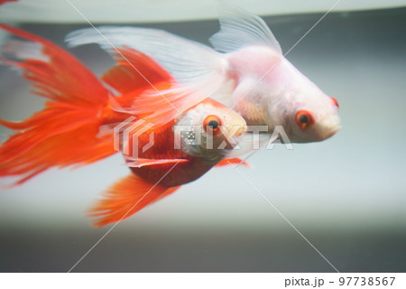 追い星が出た繁殖期の金魚 97738567