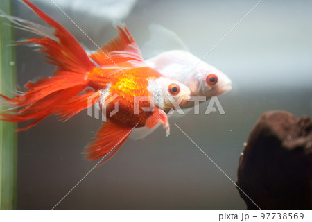 繁殖期を迎えた紅白の金魚 繁殖期を迎えた紅白の金魚 97738569