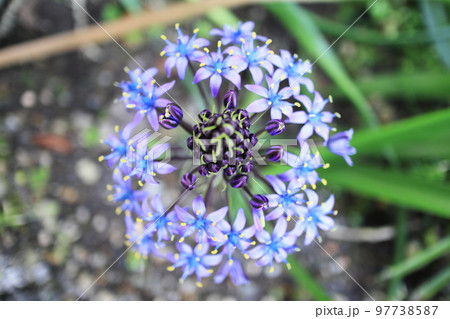 真上から見たシラーベルビアナの花 97738587