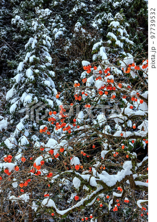 雪と柿の木 97739532