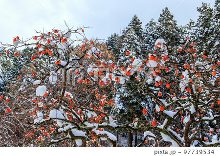 雪と柿の木 雪と柿の木 97739534