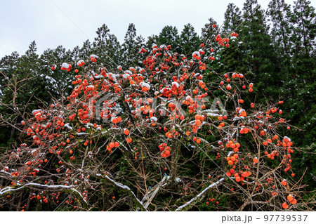 雪と柿の木 雪と柿の木 97739537