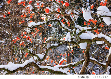 雪と柿の木 97739542