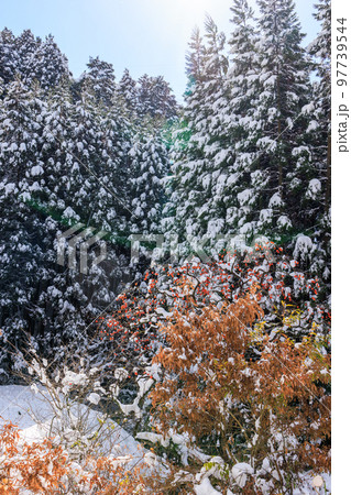 雪と柿の木 雪と柿の木 97739544