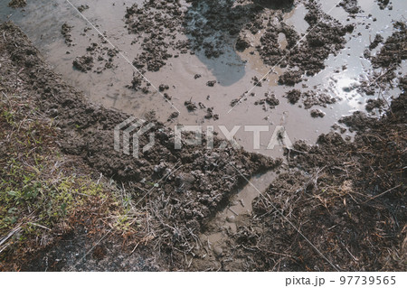 Agriculture 97739565