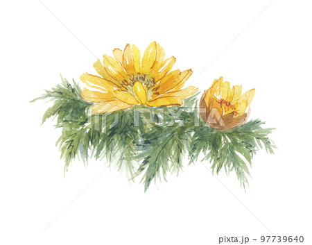 福寿草 フクジュソウ 福寿草 フクジュソウ 97739640