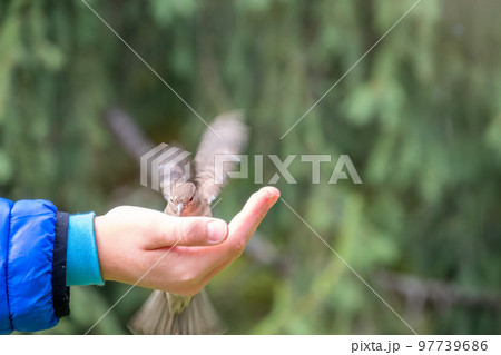 The boy feeds the birds with seeds from his hand. Sparrow eats seeds from the boy's hand 97739686