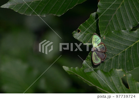 ヒサマツミドリシジミ　テリ張りする雄の開翅　 97739724