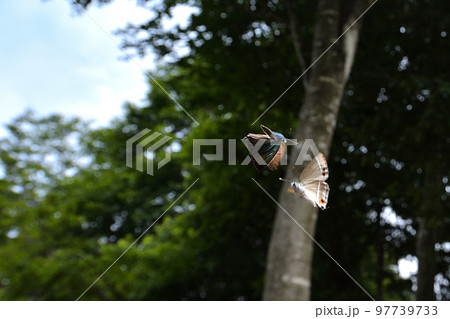 ヒサマツミドリシジミ　雄の卍巴飛翔　 97739733