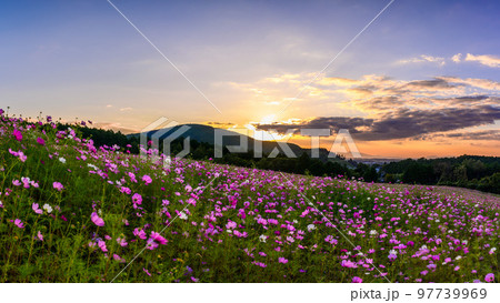 美しい夕焼けを背景にコスモス畑風景「阿蘇の観光名所・道の駅　萌の里交流館」 97739969