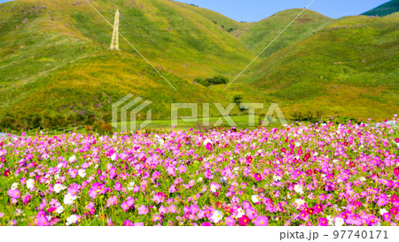 美しい阿蘇の山並み俵山を背景にコスモス畑風景「阿蘇の道の駅 萌の里交流館」 美しい阿蘇の山並み俵山を背景にコスモス畑風景「阿蘇の道の駅 萌の里交流館」 97740171