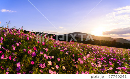 美しい陽射し・夕焼け光芒を背景にコスモス畑風景「阿蘇の道の駅　萌の里交流館」 97740241