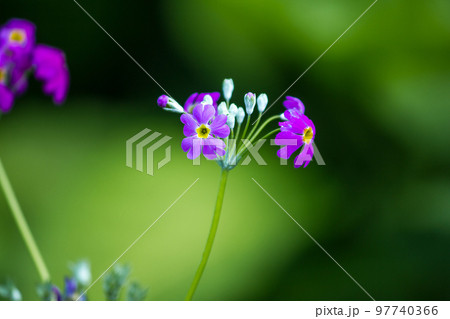 Verbena blooms in a bouquet of heart-shaped petals, with white, cream, pink, purple and red. Verbena blooms in a bouquet of heart-shaped petals, with white, cream, pink, purple and red. 97740366