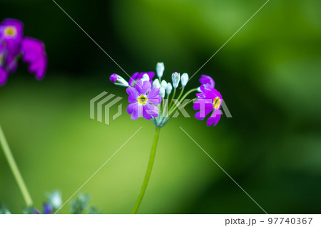 Verbena blooms in a bouquet of heart-shaped petals, with white, cream, pink, purple and red. Verbena blooms in a bouquet of heart-shaped petals, with white, cream, pink, purple and red. 97740367