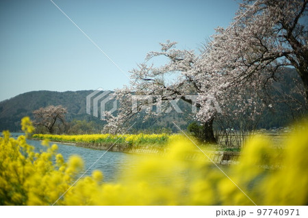 余呉湖畔に咲く桜と菜の花 97740971
