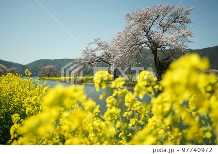 余呉湖畔に咲く桜と菜の花 余呉湖畔に咲く桜と菜の花 97740972