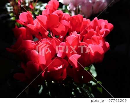 シクラメン シクラメン 97741206