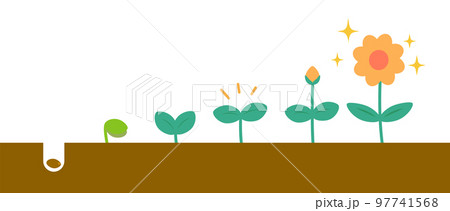 種から花へ　段階的に成長する植物のイラスト 97741568