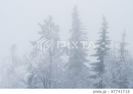 Silhouette of fir tree tops in fog Silhouette of fir tree tops in fog 97741718