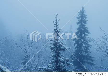 Silhouette of fir tree tops in fog Silhouette of fir tree tops in fog 97741719