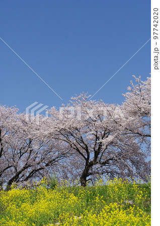 開花した菜の花と桜 97742020