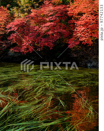 長野蓼科_紅葉する白駒池の絶景 長野蓼科_紅葉する白駒池の絶景 97742133