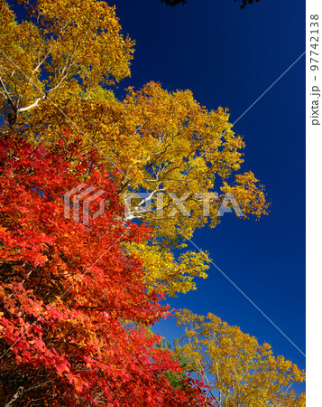 長野蓼科_紅葉する白駒池の絶景 長野蓼科_紅葉する白駒池の絶景 97742138