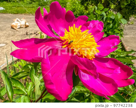 芍薬の花と小さな蜂と猫 97742238