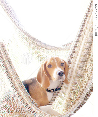ハンモックでのんびりのビーグル犬 97742249