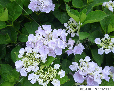 梅雨時に鮮やかに咲く紫陽花-5 97742447