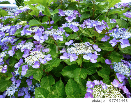 梅雨時に鮮やかに咲く紫陽花-6 梅雨時に鮮やかに咲く紫陽花-6 97742448