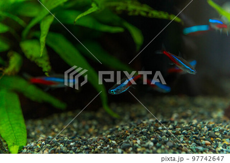 優雅に泳ぐ熱帯魚~ネオンテトラ~ 優雅に泳ぐ熱帯魚~ネオンテトラ~ 97742647