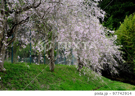 やすらぎの里公園　2022-4-17　＃74 97742914