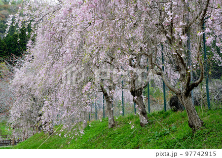 やすらぎの里公園　2022-4-17　＃75 97742915