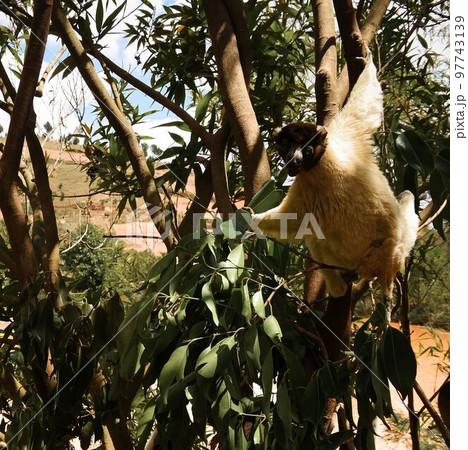 Portrait of the crowned sifaka aka Propithecus coronatus at Lemurs park, Antananarivo, Madagascar 97743139