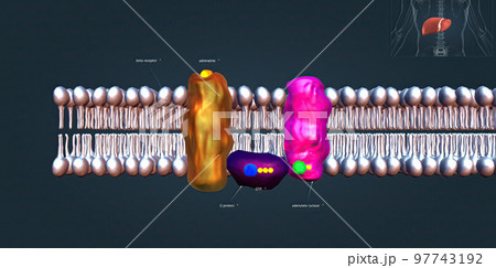 The beta 1 receptor is vital for the normal physiological function of the sympathetic nervous system 97743192