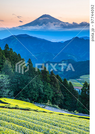 【静岡県・清水吉原】目覚める茶畑と富士山 4月 【静岡県・清水吉原】目覚める茶畑と富士山 4月 97744092