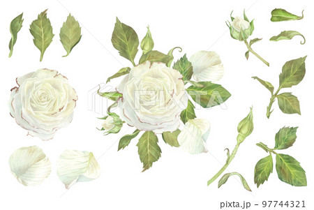 Set of white rose buds and leaves separately. Composition of a flower with petals. Watercolor illustration. Isolated on a white background.For design of stickers, greeting cards, wedding invitation 97744321