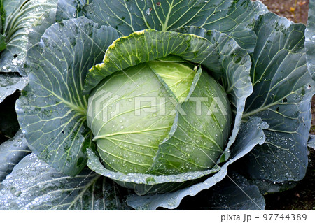 見事に育ったキャベツ 97744389