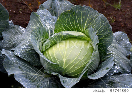 見事に育ったキャベツ 見事に育ったキャベツ 97744390