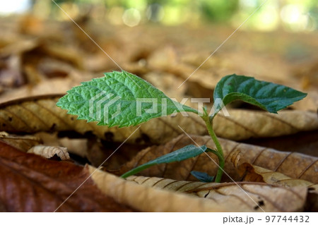 落ち葉の温もりで育つ 97744432