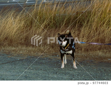 近所の柴犬 97744603