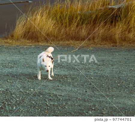 近所の柴犬 近所の柴犬 97744701