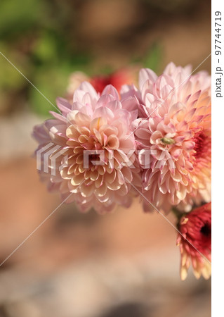 ダリア 0007 ダリア 0007 97744719