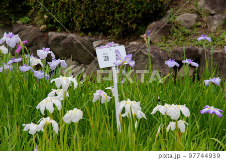 池田市 水月公園 花菖蒲 混合畑 池田市 水月公園 花菖蒲 混合畑 97744939