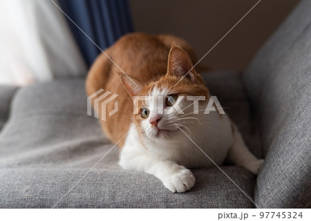 見つめる猫 茶トラ白 見つめる猫 茶トラ白 97745324