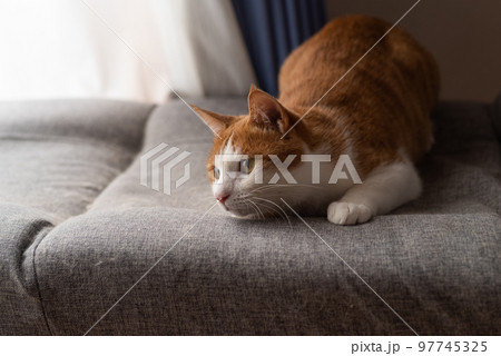 見つめる猫 茶トラ白 見つめる猫 茶トラ白 97745325